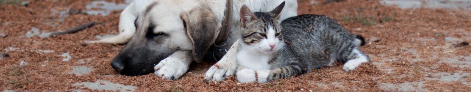 a cat and a dog lying on the ground together as they were best friends
